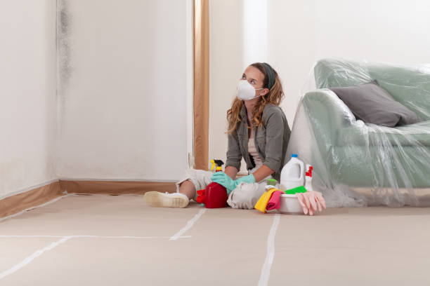 Reliable Black Mold Remediation contractor in Gladstone, MI by 24 Hour Mold Removal