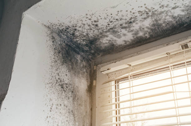 Affordable Black Mold Remediation solutions in Gladstone, MI