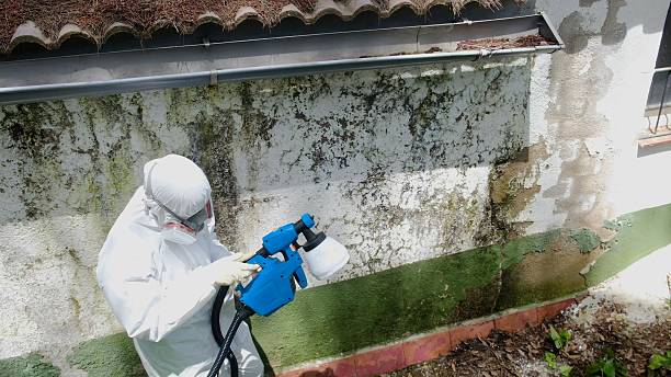 Top rated local Black Mold Remediation specialists in Gladstone, MI